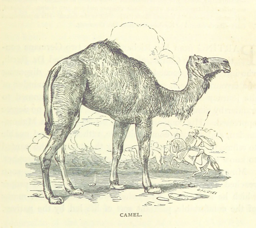 An illustration from Great African Travellers from Mungo Park to Livingstone and Stanley, etc, 1874, leaf 211