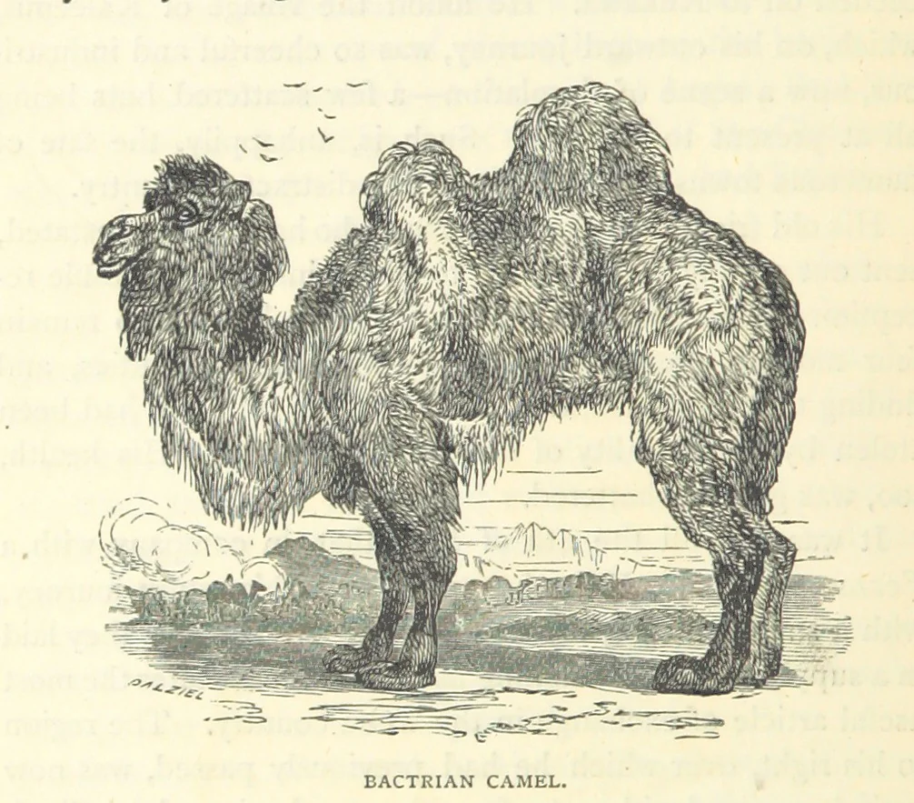 An illustration from Great African Travellers from Mungo Park to Livingstone and Stanley, etc, 1874, leaf 248