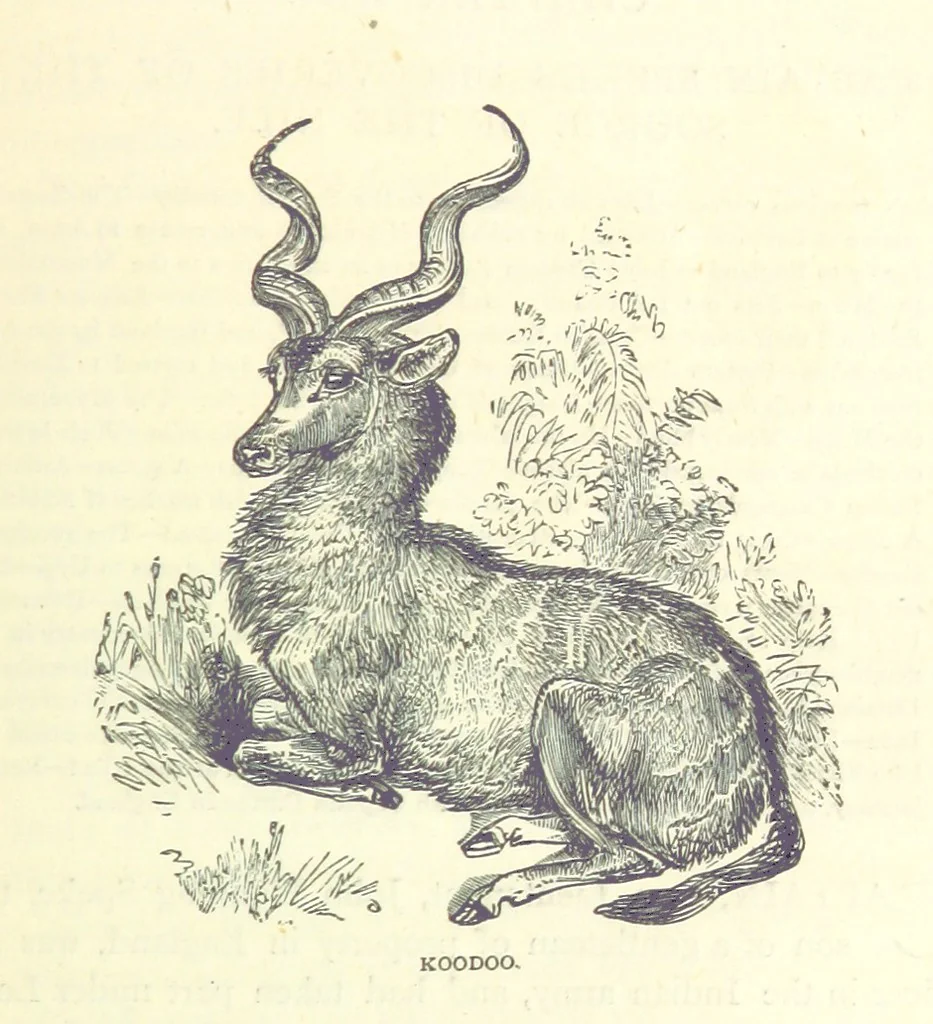 An illustration from Great African Travellers from Mungo Park to Livingstone and Stanley, etc, 1874, leaf 249