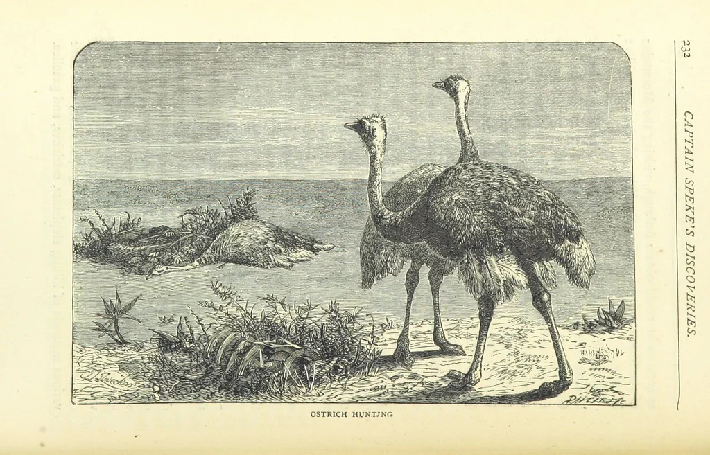 An illustration from Great African Travellers from Mungo Park to Livingstone and Stanley, etc, 1874, leaf 252