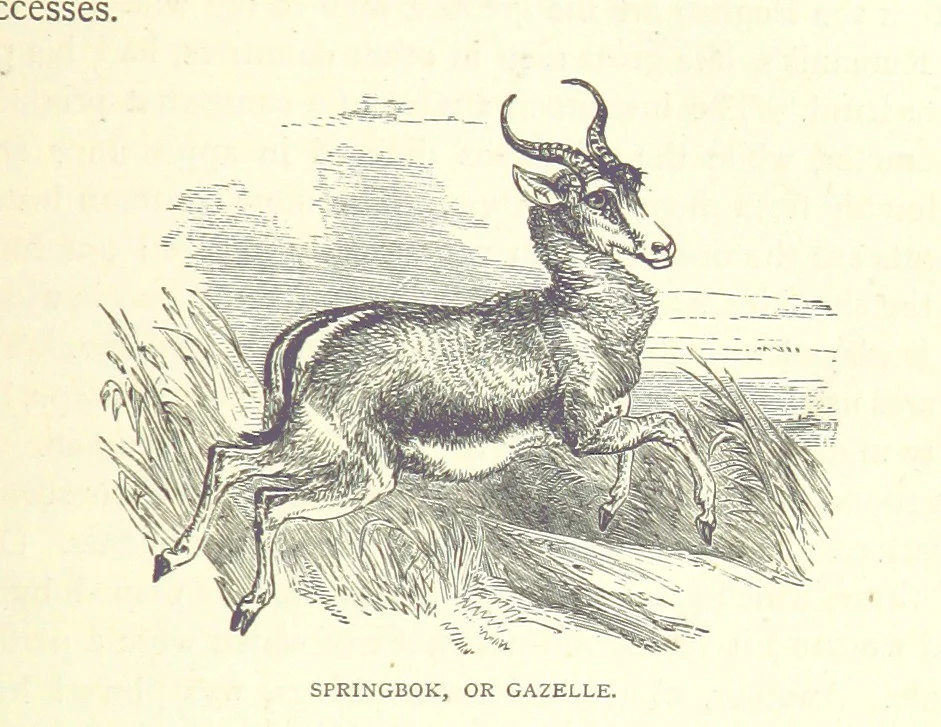 An illustration from Great African Travellers from Mungo Park to Livingstone and Stanley, etc, 1874, leaf 307