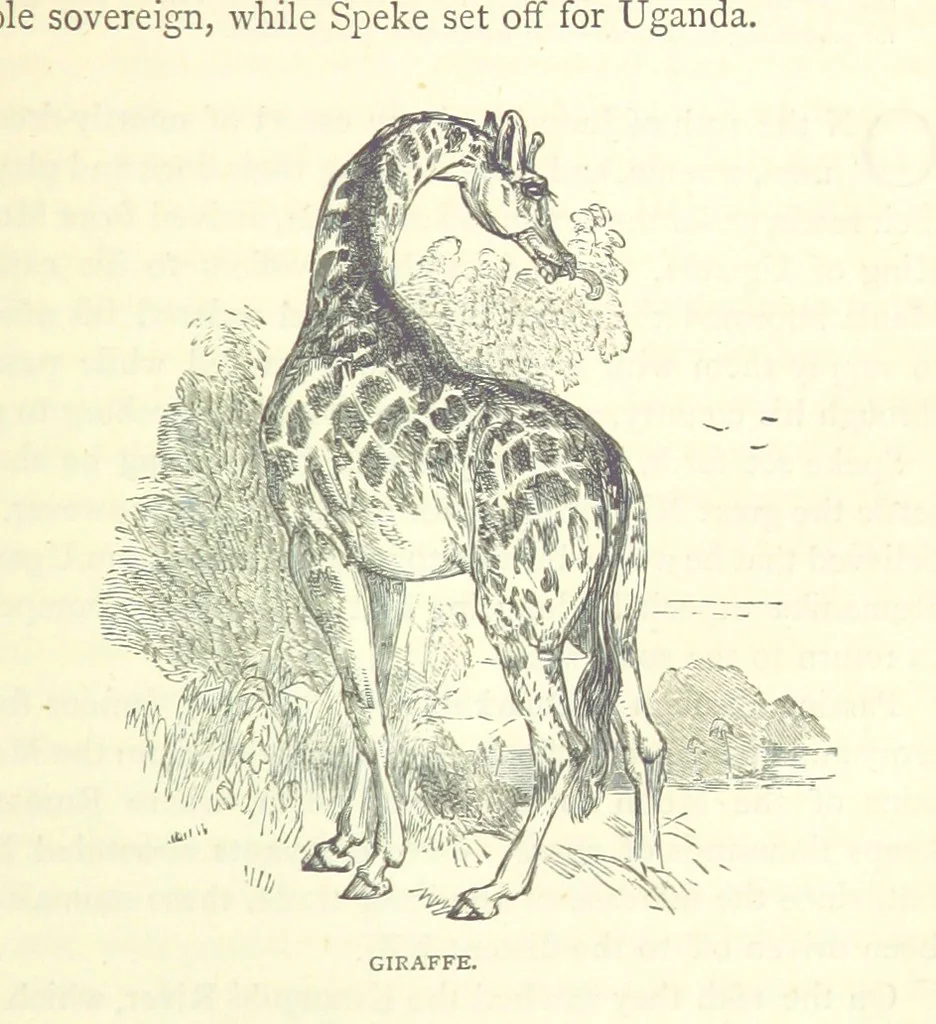 An illustration from Great African Travellers from Mungo Park to Livingstone and Stanley, etc, 1874, leaf 311
