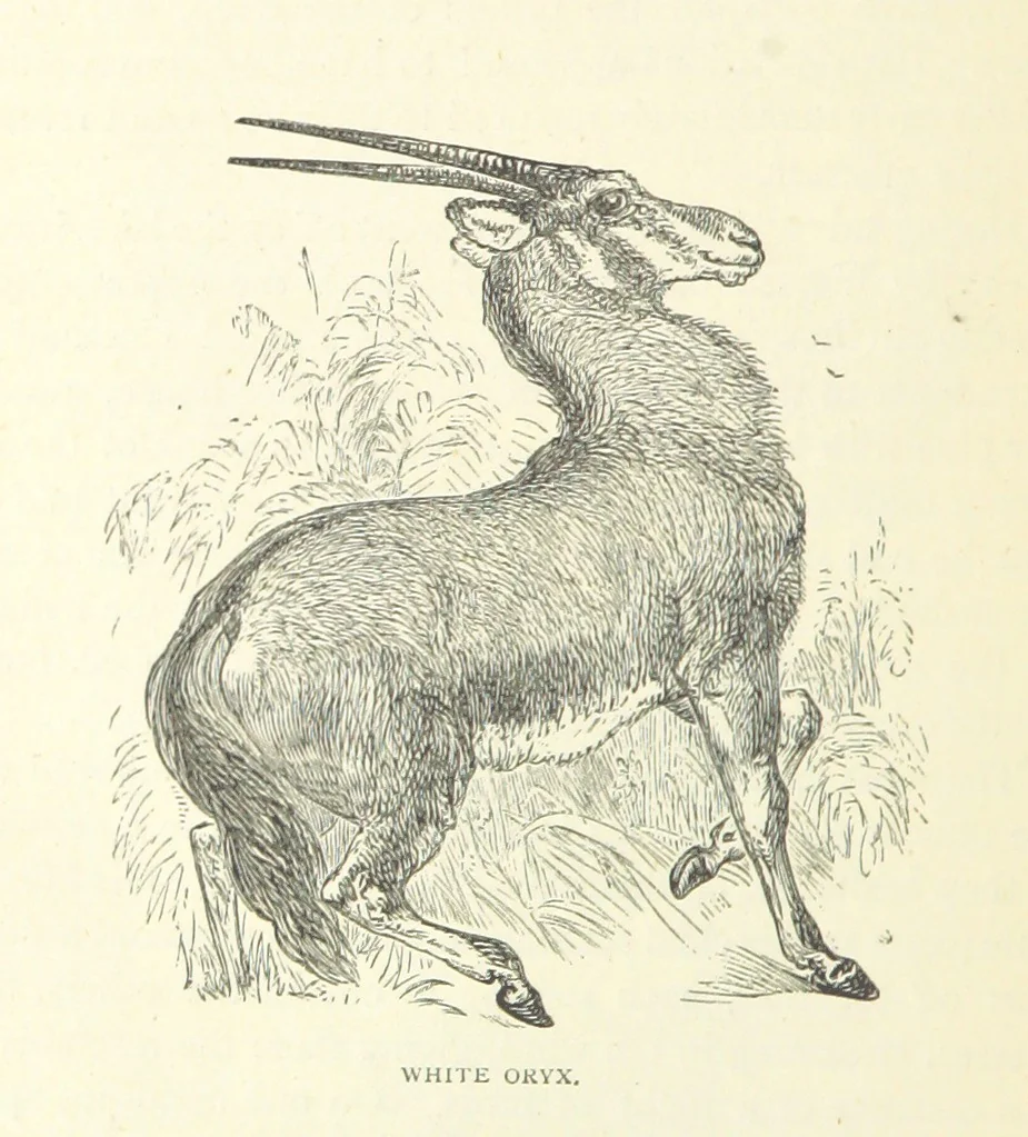 An illustration from Great African Travellers from Mungo Park to Livingstone and Stanley, etc, 1874, leaf 330