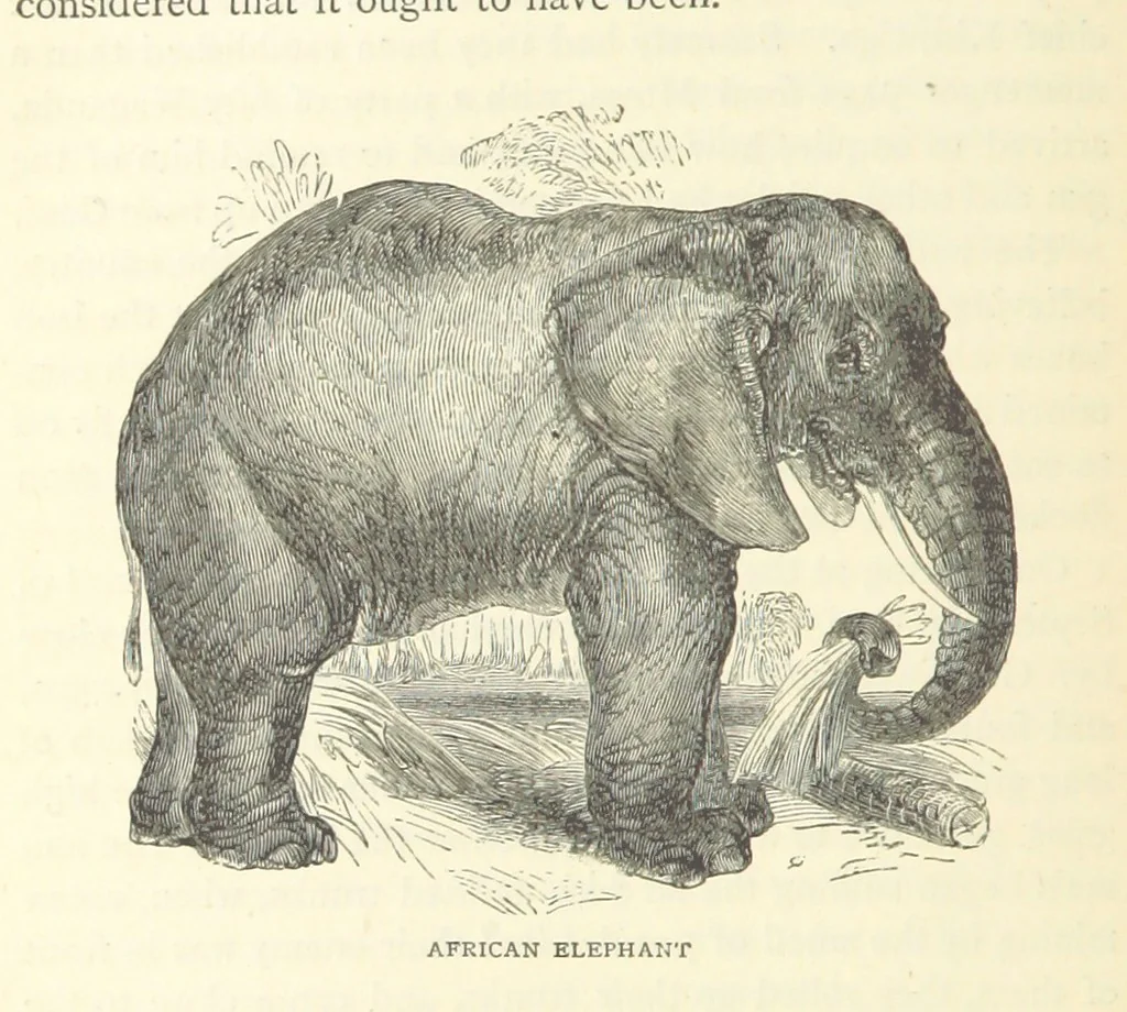 An illustration from Great African Travellers from Mungo Park to Livingstone and Stanley, etc, 1874, leaf 336
