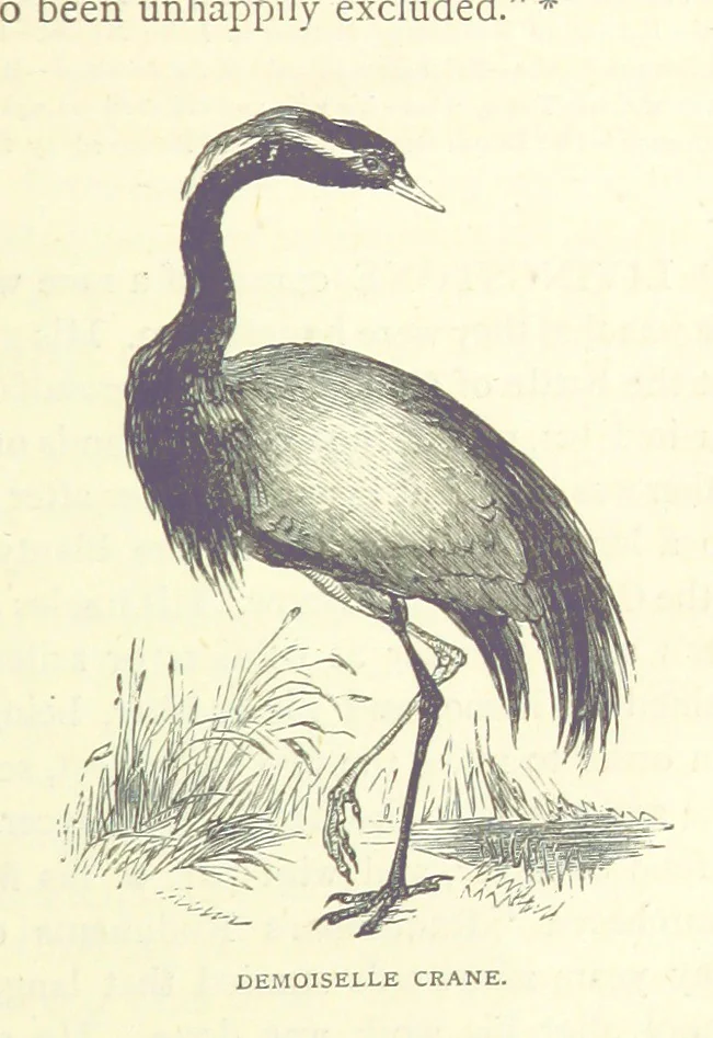 An illustration from Great African Travellers from Mungo Park to Livingstone and Stanley, etc, 1874, leaf 355