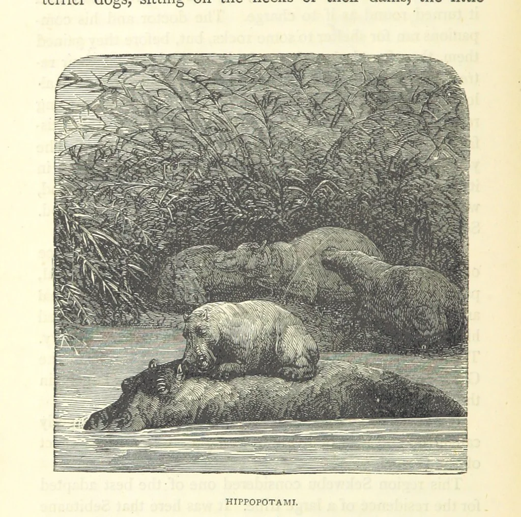 An illustration from Great African Travellers from Mungo Park to Livingstone and Stanley, etc, 1874, leaf 412
