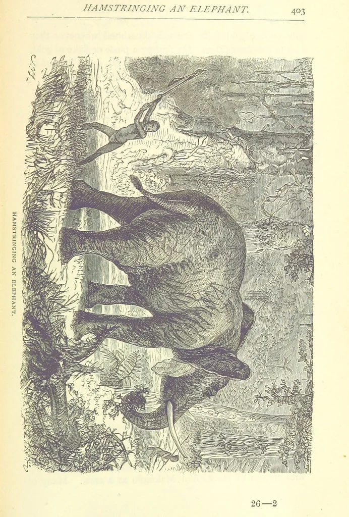 An illustration from Great African Travellers from Mungo Park to Livingstone and Stanley, etc, 1874, leaf 423