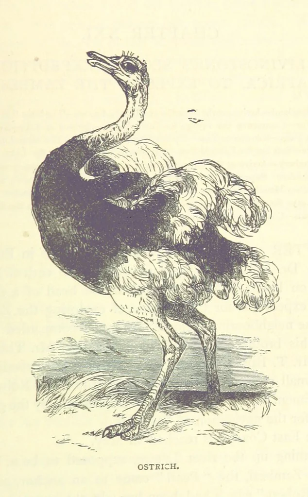 An illustration from Great African Travellers from Mungo Park to Livingstone and Stanley, etc, 1874, leaf 427