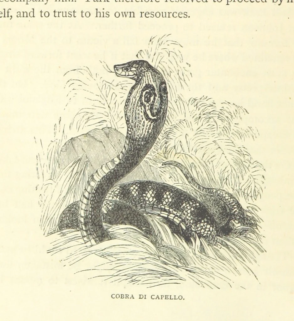 An illustration from Great African Travellers from Mungo Park to Livingstone and Stanley, etc, 1874, leaf 46