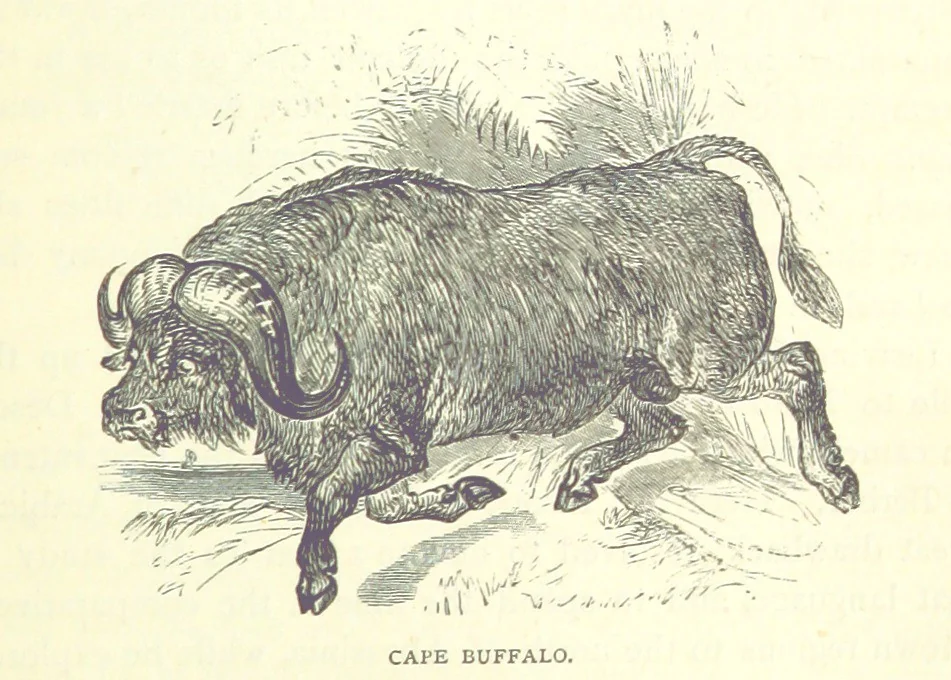 An illustration from Great African Travellers from Mungo Park to Livingstone and Stanley, etc, 1874, leaf 469