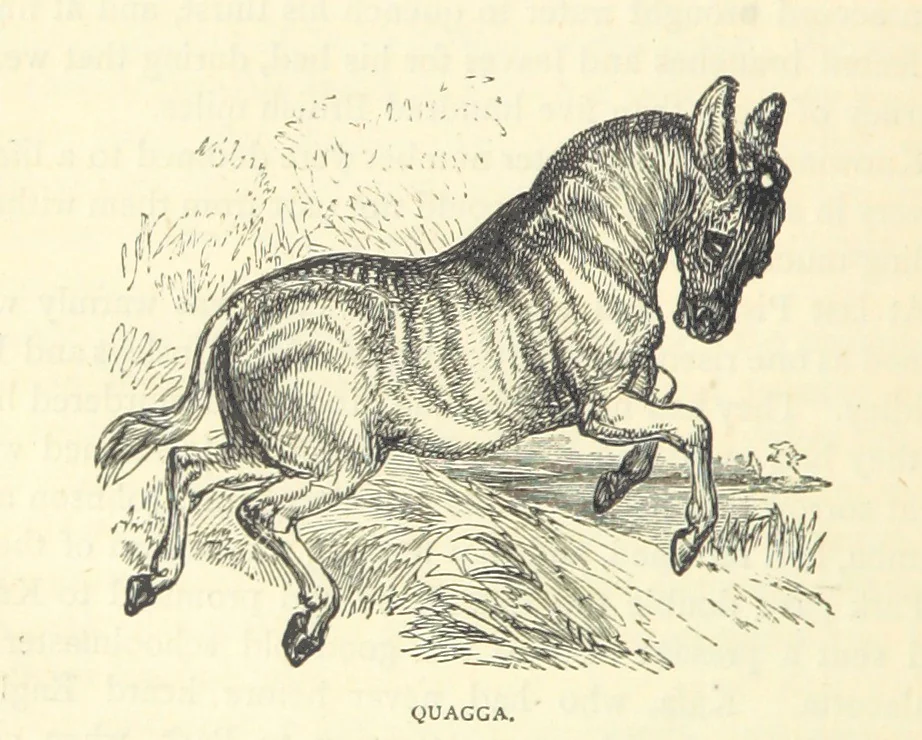 An illustration from Great African Travellers from Mungo Park to Livingstone and Stanley, etc, 1874, leaf 70