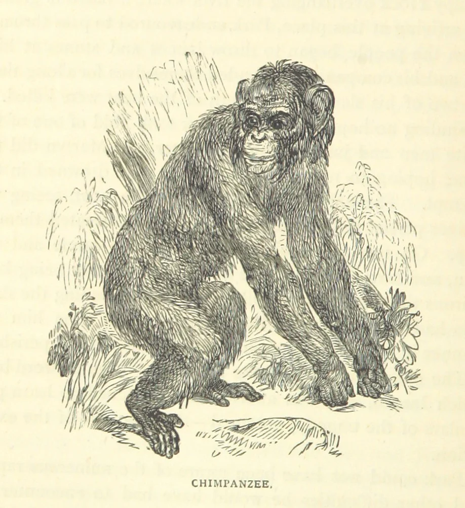 An illustration from Great African Travellers from Mungo Park to Livingstone and Stanley, etc, 1874, leaf 84