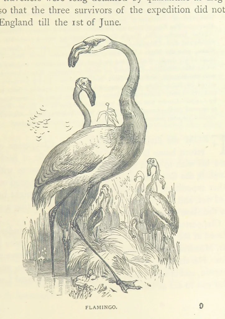 An illustration from Great African Travellers ... By W. H. G. K. and H. Frith, 1885, leaf 149