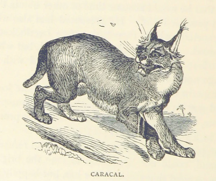 An illustration from Great African Travellers ... By W. H. G. K. and H. Frith, 1885, leaf 190