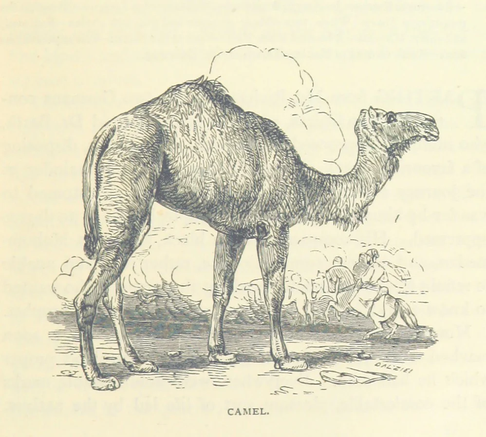 An illustration from Great African Travellers ... By W. H. G. K. and H. Frith, 1885, leaf 211
