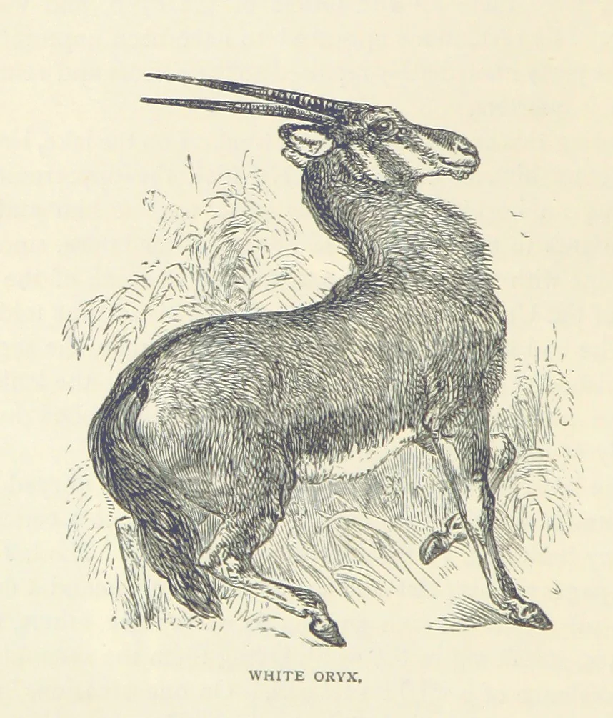 An illustration from Great African Travellers ... By W. H. G. K. and H. Frith, 1885, leaf 330