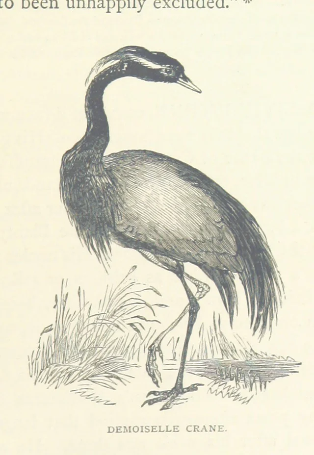An illustration from Great African Travellers ... By W. H. G. K. and H. Frith, 1885, leaf 355