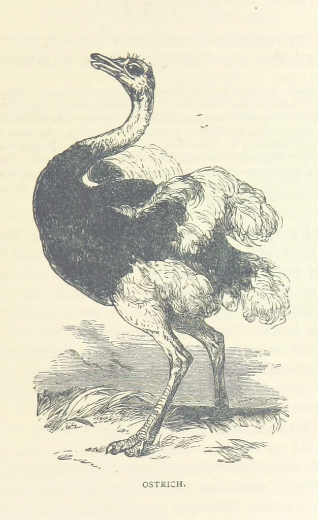An illustration from Great African Travellers ... By W. H. G. K. and H. Frith, 1885, leaf 427