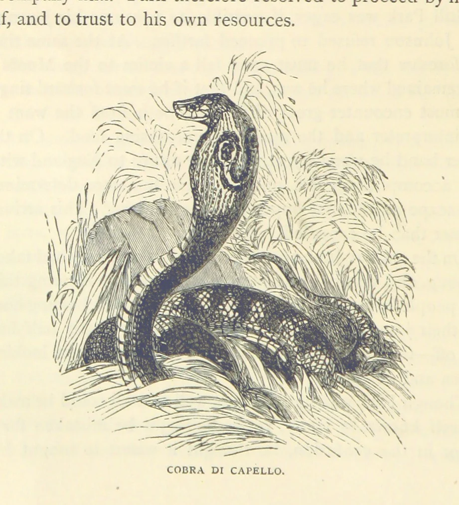 An illustration from Great African Travellers ... By W. H. G. K. and H. Frith, 1885, leaf 46