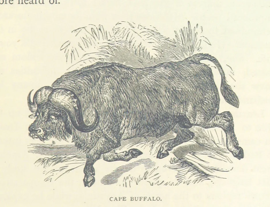An illustration from Great African Travellers ... By W. H. G. K. and H. Frith, 1885, leaf 469