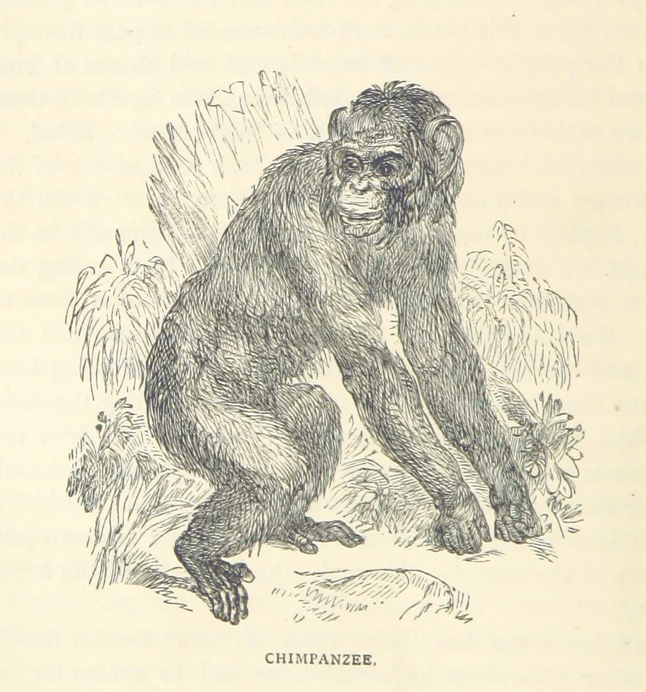 An illustration from Great African Travellers ... By W. H. G. K. and H. Frith, 1885, leaf 84