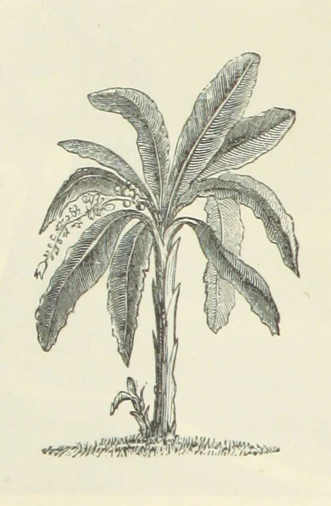 An illustration from Notable Voyagers from Columbus to Nordenskïold. By W. H. G. K. and H. Frith, 1885, leaf 186