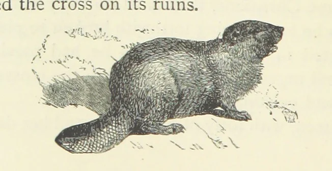 An illustration from Notable Voyagers from Columbus to Nordenskïold. By W. H. G. K. and H. Frith, 1885, leaf 250