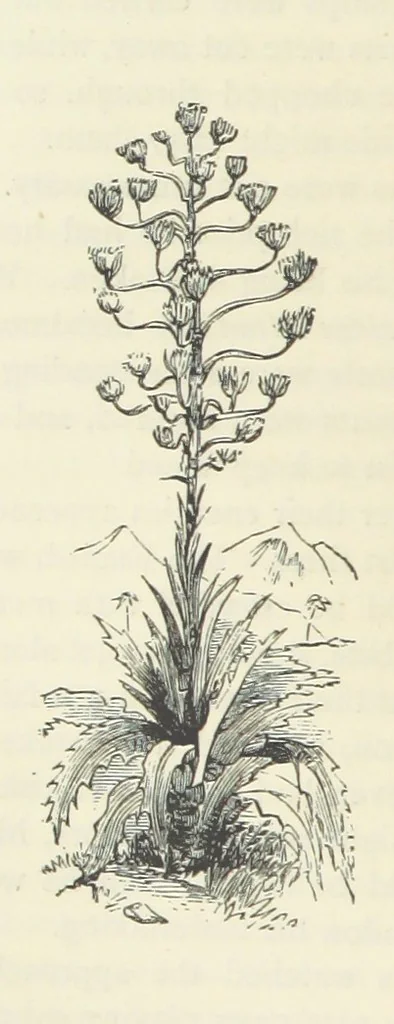 An illustration from Notable Voyagers from Columbus to Nordenskïold. By W. H. G. K. and H. Frith, 1885, leaf 300