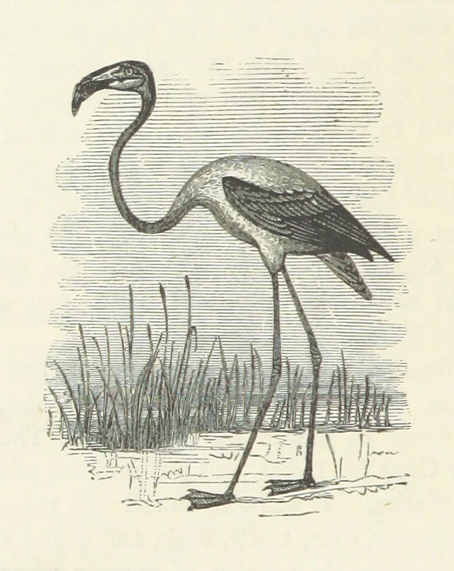 An illustration from Notable Voyagers from Columbus to Nordenskïold. By W. H. G. K. and H. Frith, 1885, leaf 410