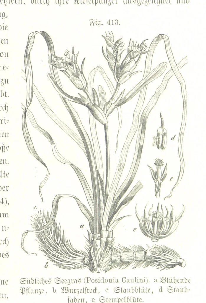 An illustration from Unser Wissen von der Erde. Allgemeine Erdkunde und Länderkunde, herausgegeben unter fachmännischer Mitwirkung von A. Kirchhoff, 1886, leaf 1001