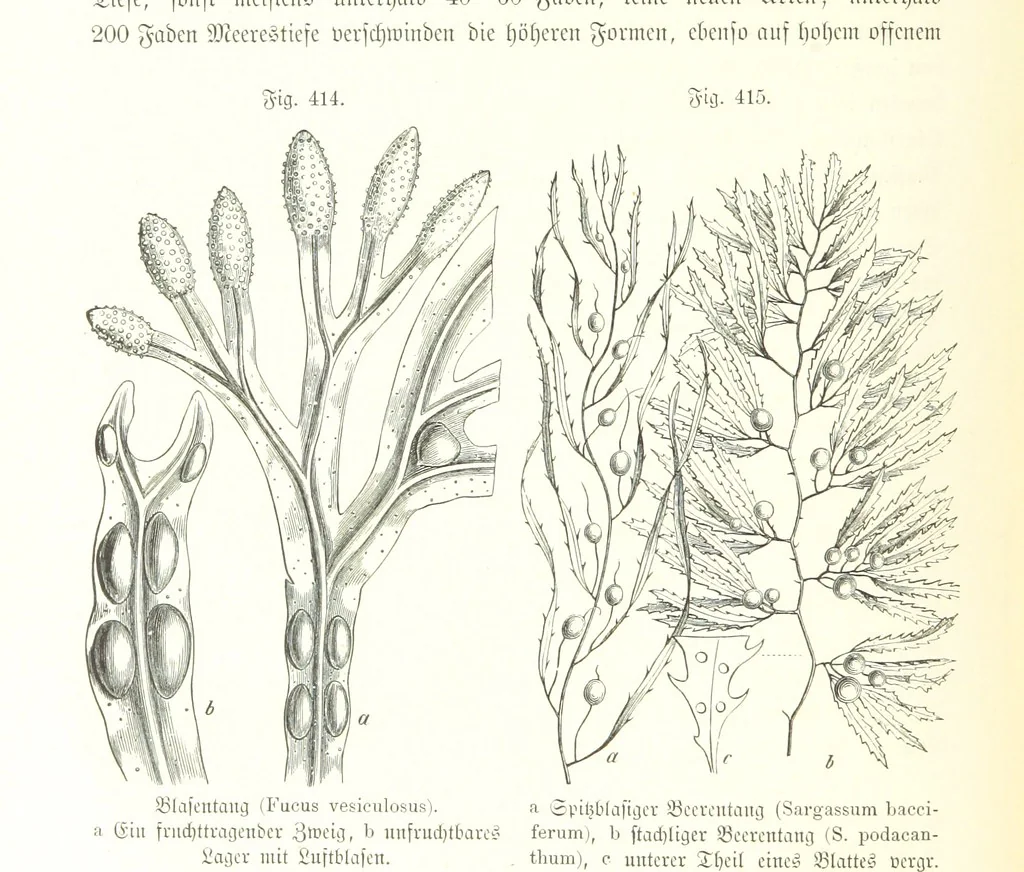An illustration from Unser Wissen von der Erde. Allgemeine Erdkunde und Länderkunde, herausgegeben unter fachmännischer Mitwirkung von A. Kirchhoff, 1886, leaf 1002