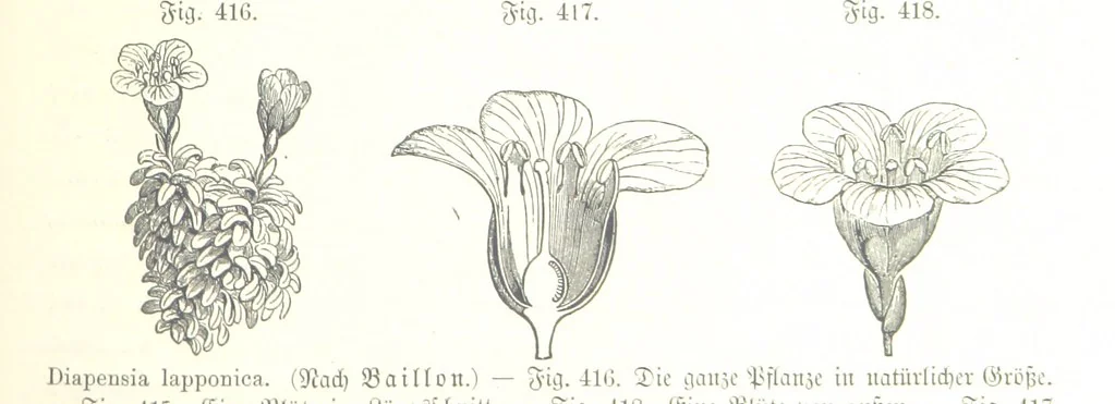 An illustration from Unser Wissen von der Erde. Allgemeine Erdkunde und Länderkunde, herausgegeben unter fachmännischer Mitwirkung von A. Kirchhoff, 1886, leaf 1003
