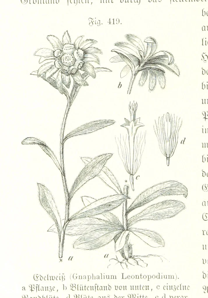 An illustration from Unser Wissen von der Erde. Allgemeine Erdkunde und Länderkunde, herausgegeben unter fachmännischer Mitwirkung von A. Kirchhoff, 1886, leaf 1004