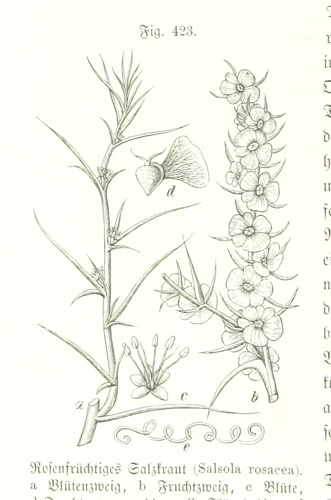 An illustration from Unser Wissen von der Erde. Allgemeine Erdkunde und Länderkunde, herausgegeben unter fachmännischer Mitwirkung von A. Kirchhoff, 1886, leaf 1010