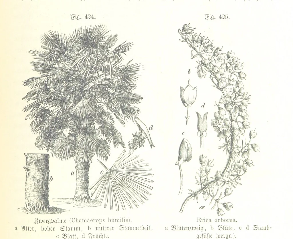 An illustration from Unser Wissen von der Erde. Allgemeine Erdkunde und Länderkunde, herausgegeben unter fachmännischer Mitwirkung von A. Kirchhoff, 1886, leaf 1011