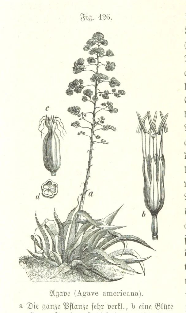 An illustration from Unser Wissen von der Erde. Allgemeine Erdkunde und Länderkunde, herausgegeben unter fachmännischer Mitwirkung von A. Kirchhoff, 1886, leaf 1012