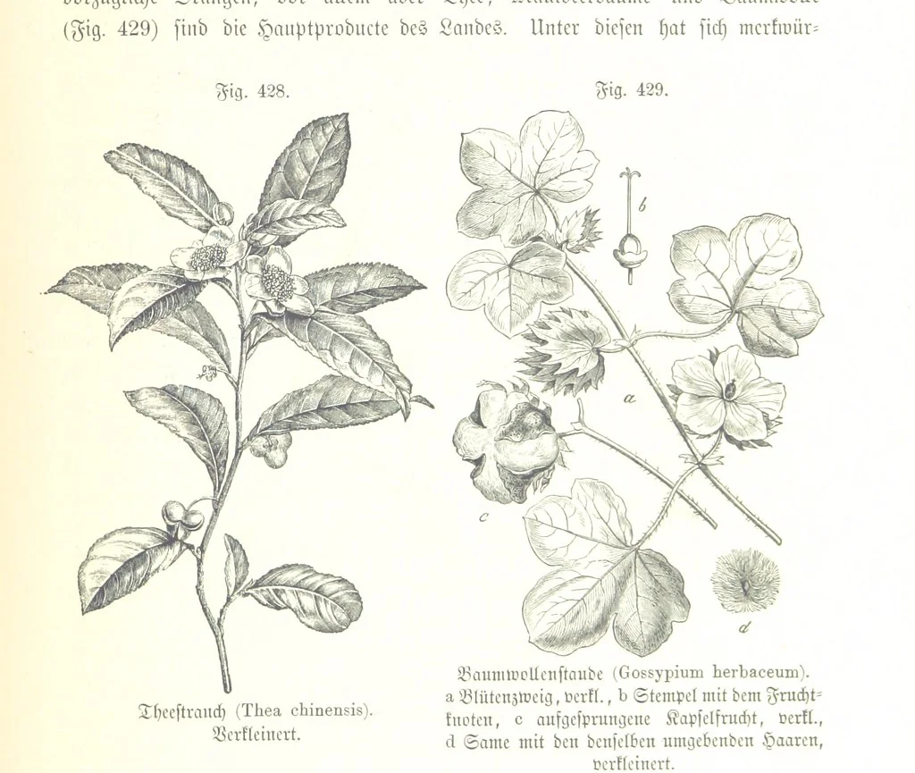 An illustration from Unser Wissen von der Erde. Allgemeine Erdkunde und Länderkunde, herausgegeben unter fachmännischer Mitwirkung von A. Kirchhoff, 1886, leaf 1015