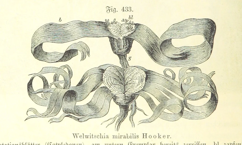 An illustration from Unser Wissen von der Erde. Allgemeine Erdkunde und Länderkunde, herausgegeben unter fachmännischer Mitwirkung von A. Kirchhoff, 1886, leaf 1020