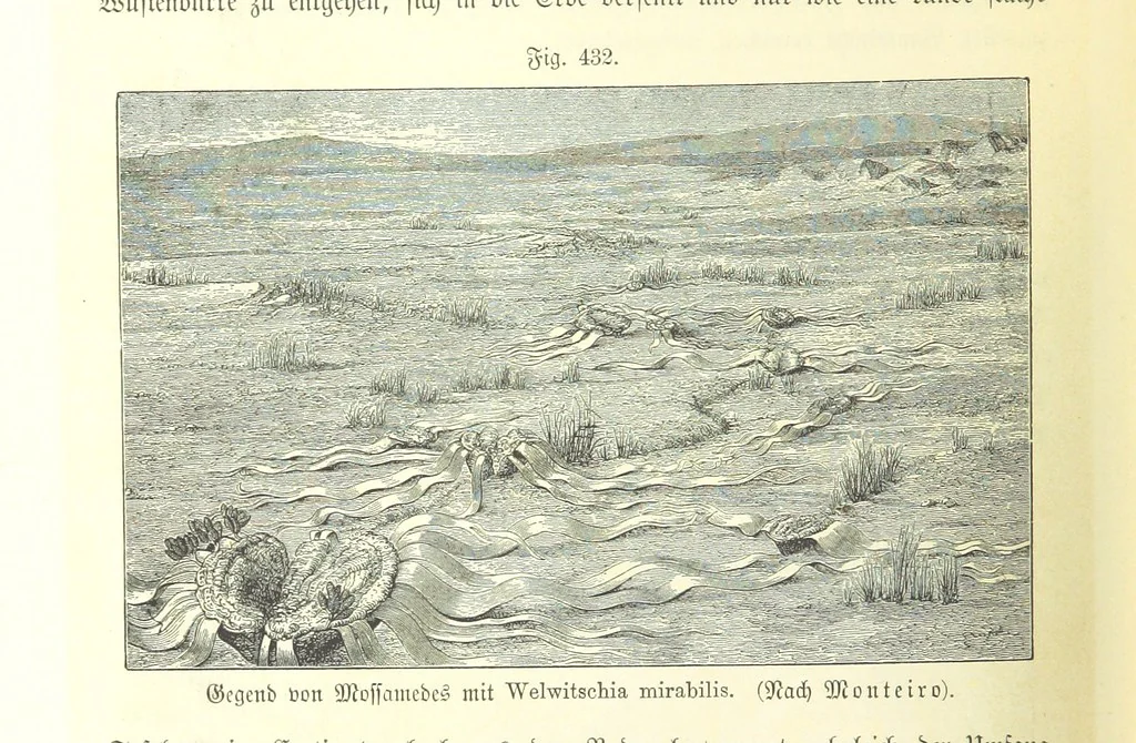 An illustration from Unser Wissen von der Erde. Allgemeine Erdkunde und Länderkunde, herausgegeben unter fachmännischer Mitwirkung von A. Kirchhoff, 1886, leaf 1020