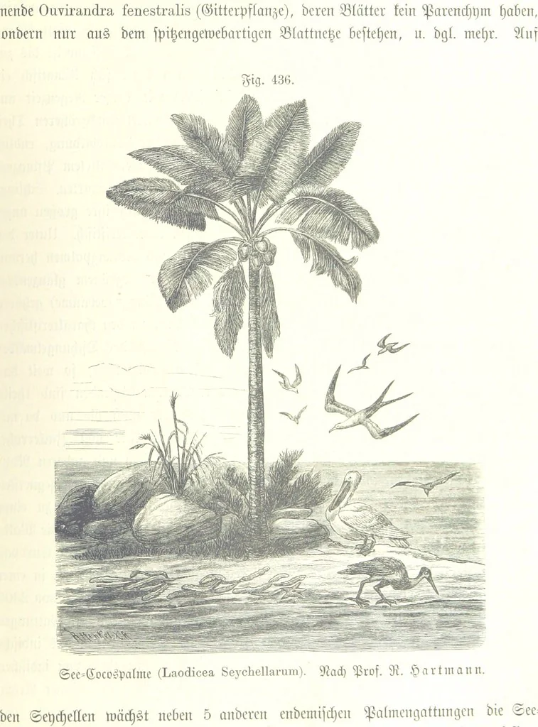 An illustration from Unser Wissen von der Erde. Allgemeine Erdkunde und Länderkunde, herausgegeben unter fachmännischer Mitwirkung von A. Kirchhoff, 1886, leaf 1025