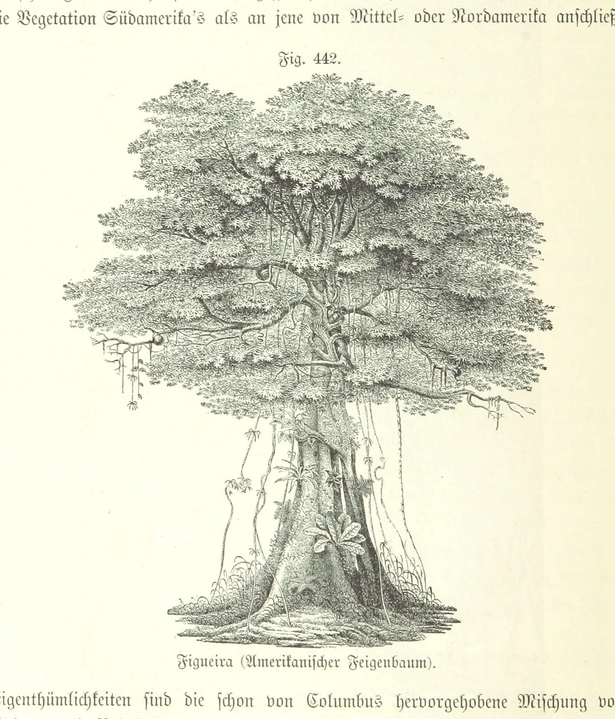 An illustration from Unser Wissen von der Erde. Allgemeine Erdkunde und Länderkunde, herausgegeben unter fachmännischer Mitwirkung von A. Kirchhoff, 1886, leaf 1036