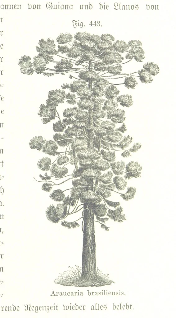 An illustration from Unser Wissen von der Erde. Allgemeine Erdkunde und Länderkunde, herausgegeben unter fachmännischer Mitwirkung von A. Kirchhoff, 1886, leaf 1039