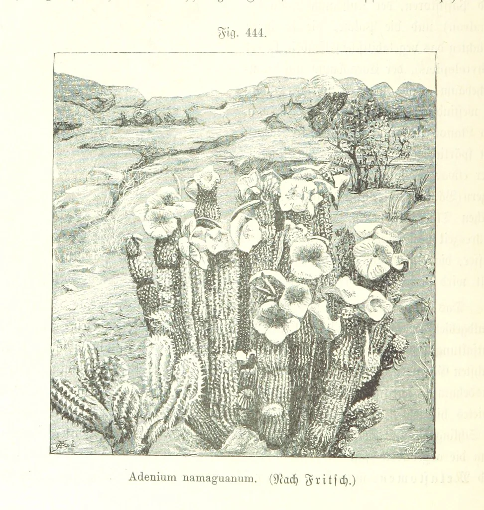An illustration from Unser Wissen von der Erde. Allgemeine Erdkunde und Länderkunde, herausgegeben unter fachmännischer Mitwirkung von A. Kirchhoff, 1886, leaf 1040