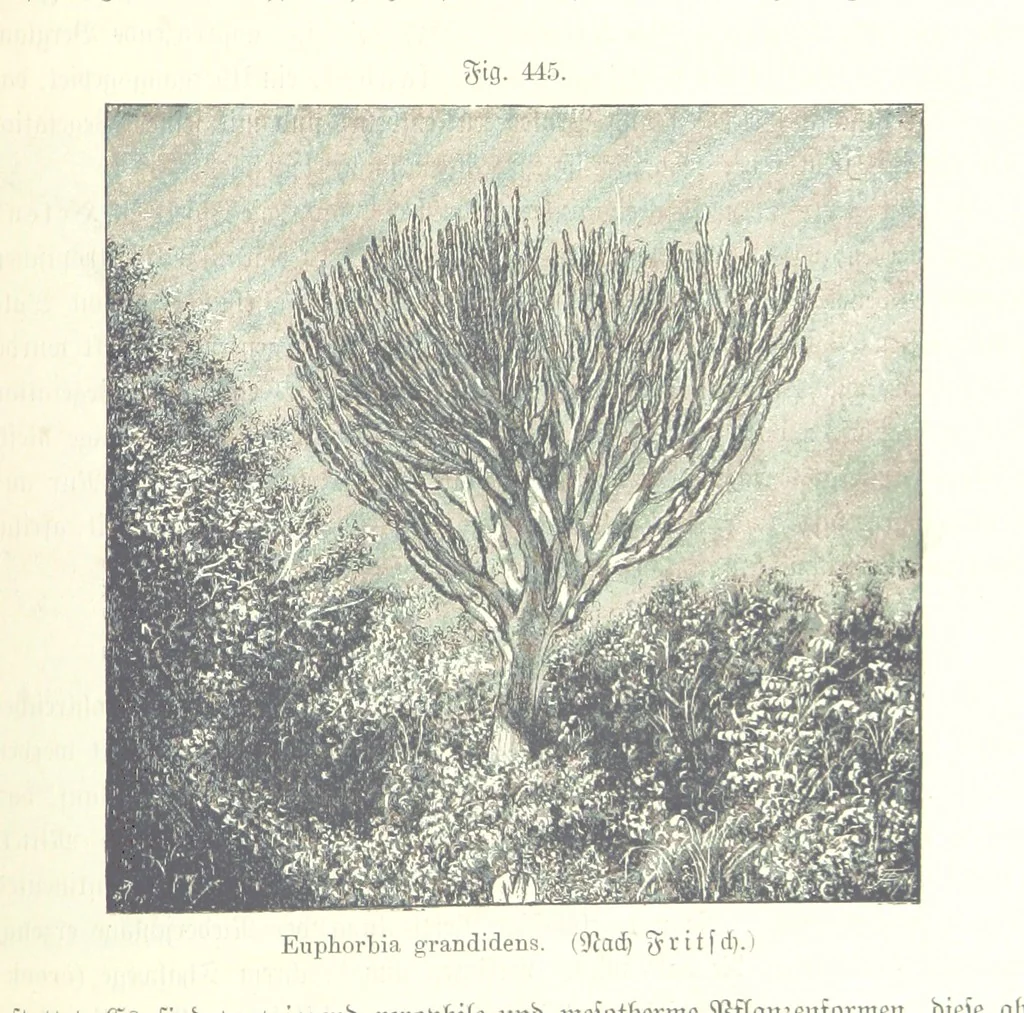 An illustration from Unser Wissen von der Erde. Allgemeine Erdkunde und Länderkunde, herausgegeben unter fachmännischer Mitwirkung von A. Kirchhoff, 1886, leaf 1041