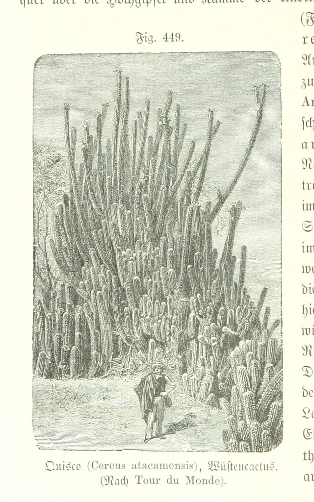An illustration from Unser Wissen von der Erde. Allgemeine Erdkunde und Länderkunde, herausgegeben unter fachmännischer Mitwirkung von A. Kirchhoff, 1886, leaf 1046