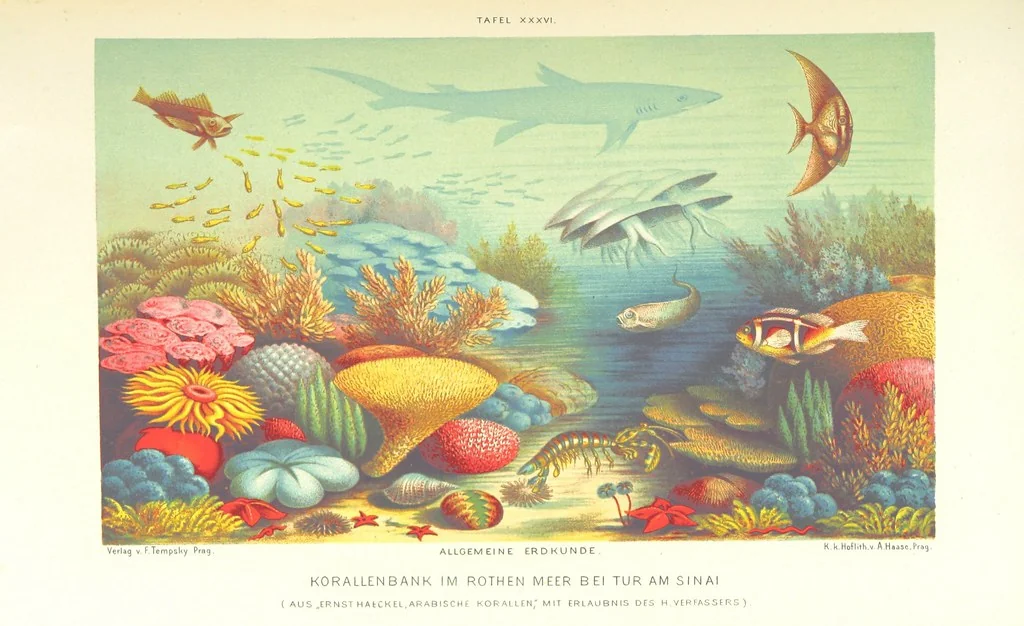 An illustration from Unser Wissen von der Erde. Allgemeine Erdkunde und Länderkunde, herausgegeben unter fachmännischer Mitwirkung von A. Kirchhoff, 1886, leaf 1057