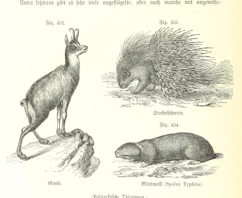 An illustration from Unser Wissen von der Erde. Allgemeine Erdkunde und Länderkunde, herausgegeben unter fachmännischer Mitwirkung von A. Kirchhoff, 1886, leaf 1060
