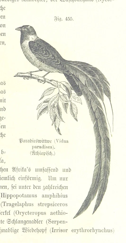An illustration from Unser Wissen von der Erde. Allgemeine Erdkunde und Länderkunde, herausgegeben unter fachmännischer Mitwirkung von A. Kirchhoff, 1886, leaf 1061