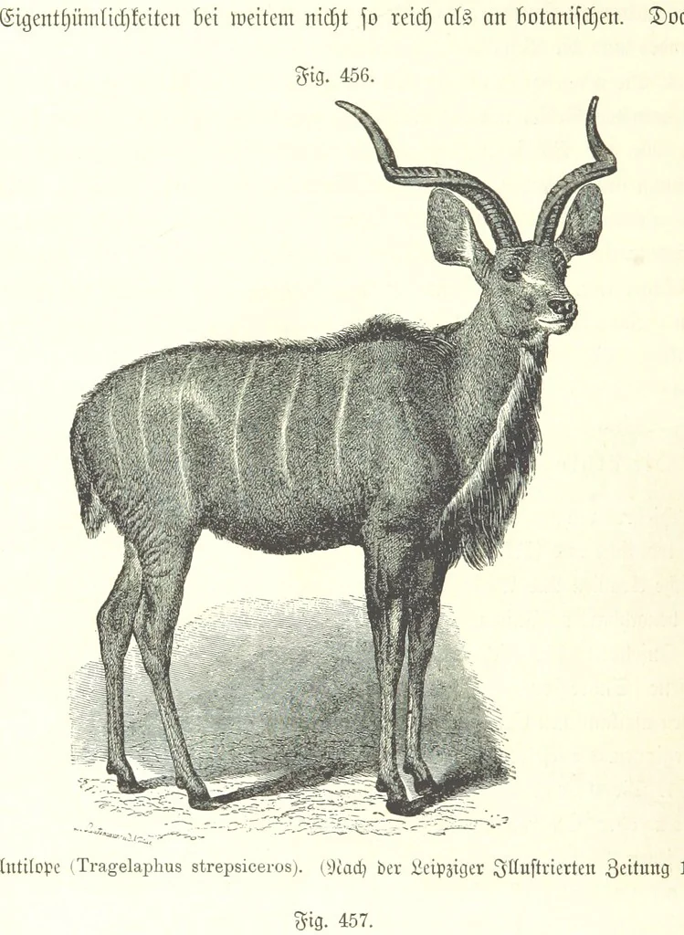 An illustration from Unser Wissen von der Erde. Allgemeine Erdkunde und Länderkunde, herausgegeben unter fachmännischer Mitwirkung von A. Kirchhoff, 1886, leaf 1062