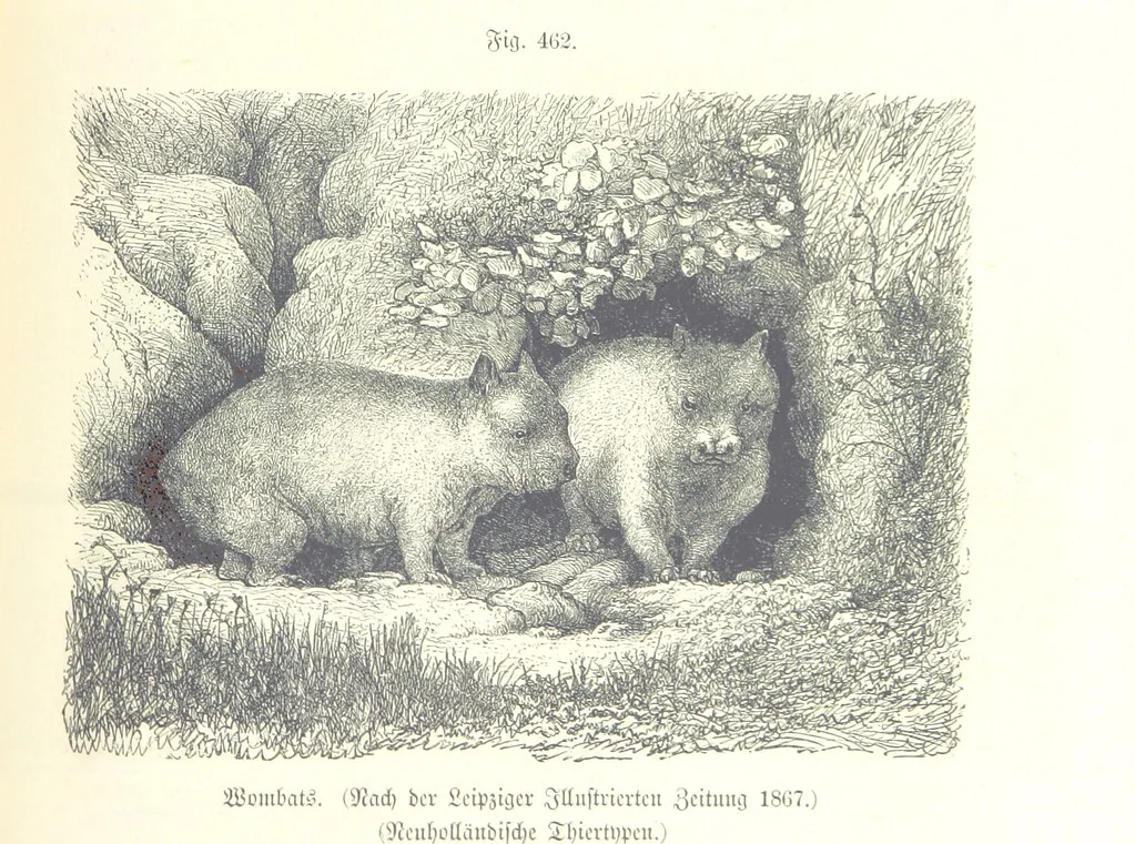 An illustration from Unser Wissen von der Erde. Allgemeine Erdkunde und Länderkunde, herausgegeben unter fachmännischer Mitwirkung von A. Kirchhoff, 1886, leaf 1067